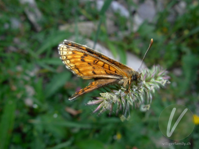 Wachtelweizen-Scheckenfalter: 