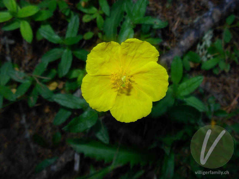 Ovalblättriges Sonnenröschen: Blüten