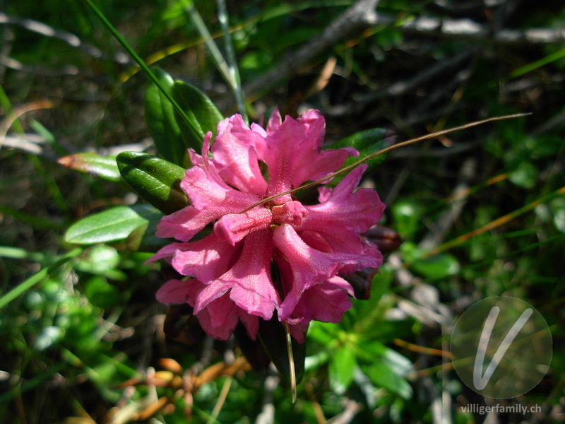 Rostblättrige Alpenrose: Blüten