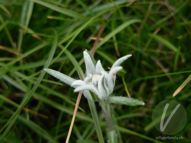 Edelweiss: Blüten, Blätter
