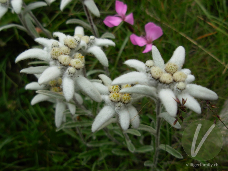 Edelweiss: Blüten