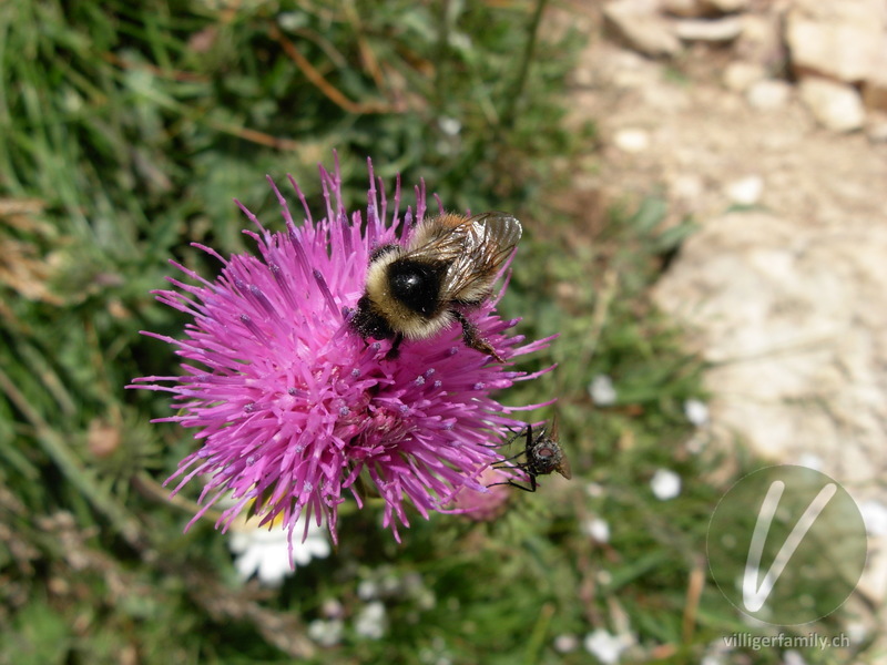 Waldhummel: 