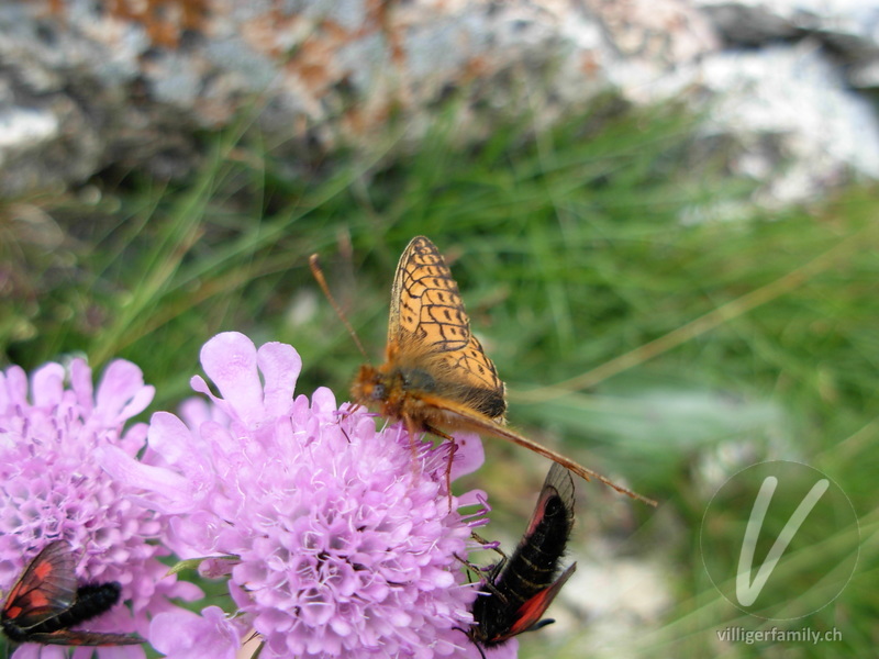 Braunfleckiger Perlmutterfalter: 