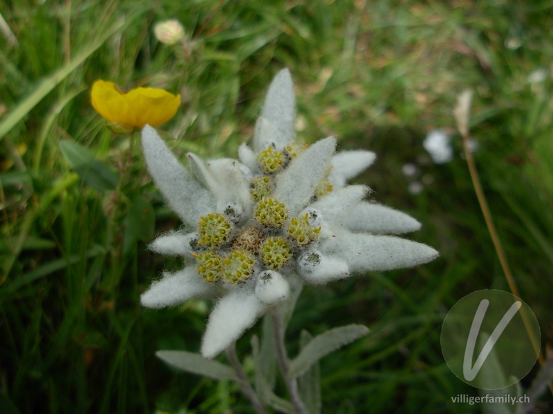 Edelweiss: Blüten