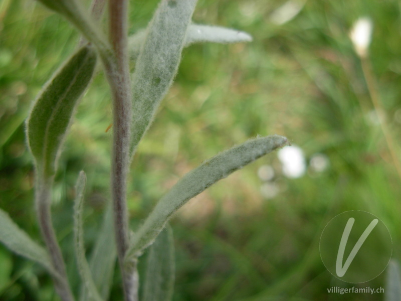 Edelweiss: Blätter, Stengel