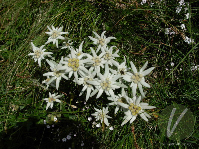 Edelweiss: Blüten, Gesamtbild