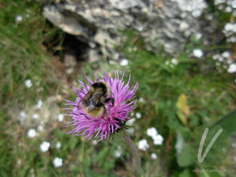 Waldhummel: 