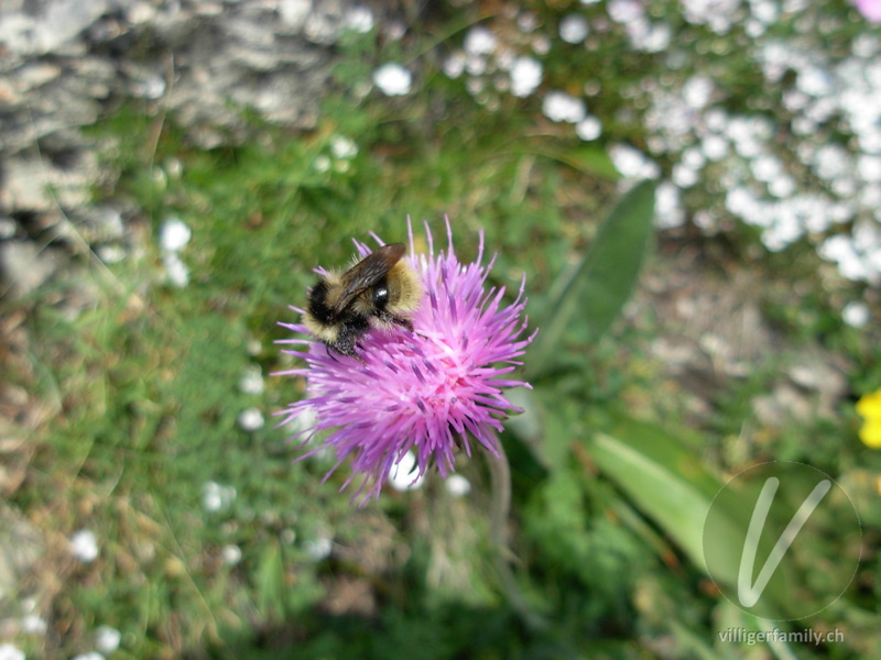 Waldhummel: 