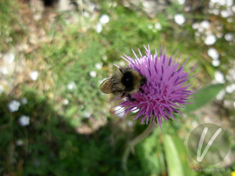 Waldhummel: 