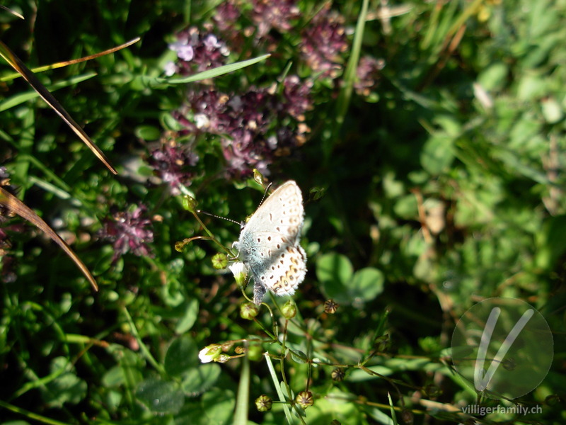 Gewöhnlicher Bläuling: 