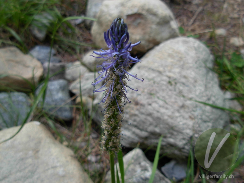 Betonienblättrige Rapunzel: Blüten