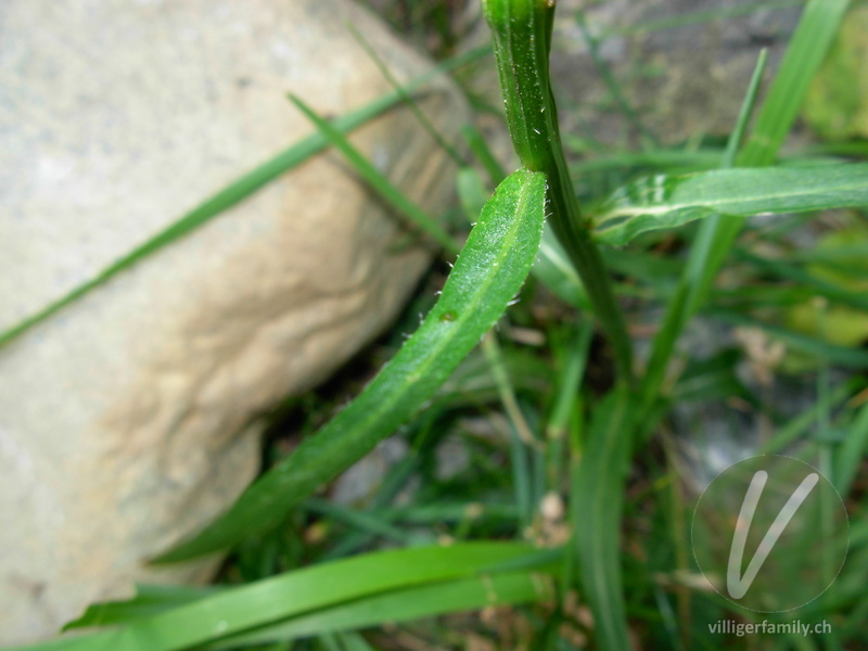 Betonienblättrige Rapunzel: Blätter
