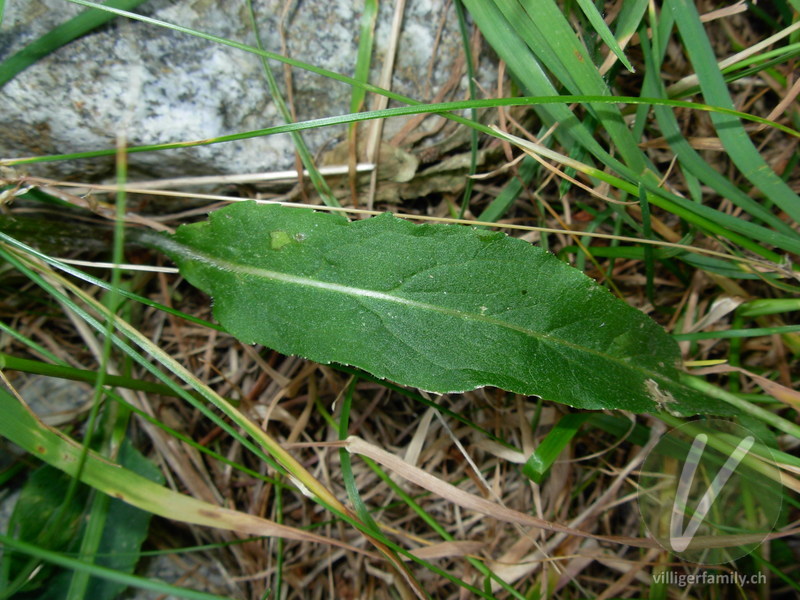 Betonienblättrige Rapunzel: Blätter