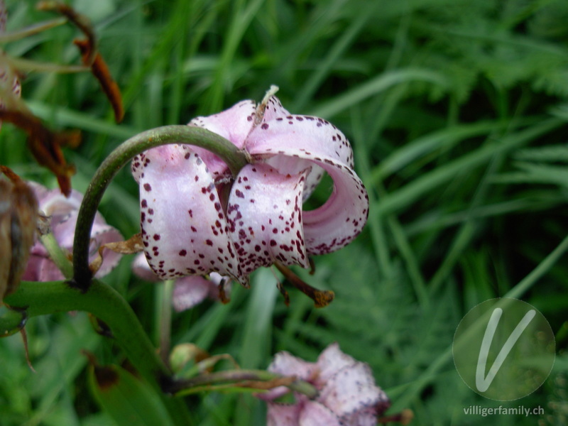 Türkenbund: Blüten