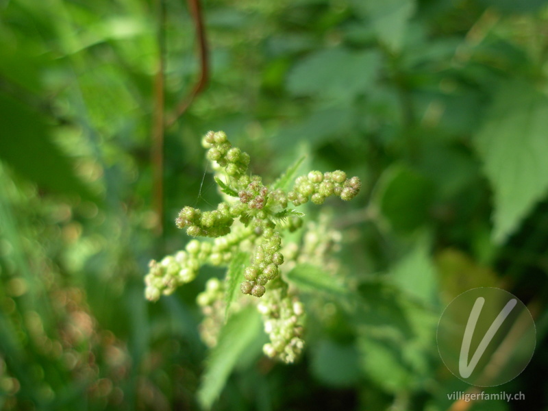 Grosse Brennnessel: Blüten