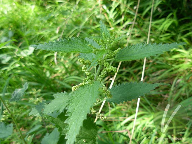 Grosse Brennnessel: Gesamtbild, Blüten, Blätter