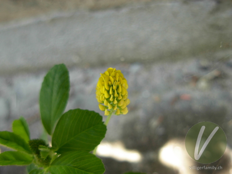 Hopfenklee: Blüten
