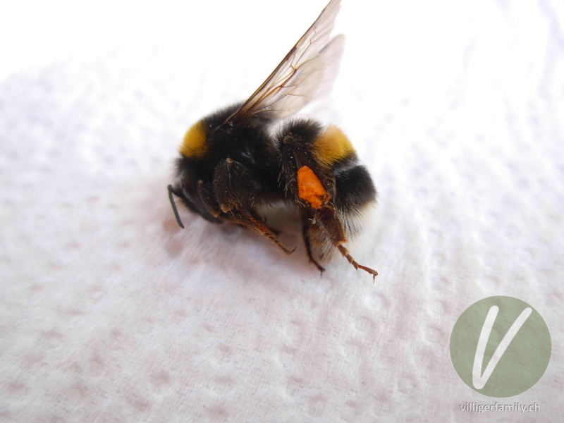 Dunkle Erdhummel: 