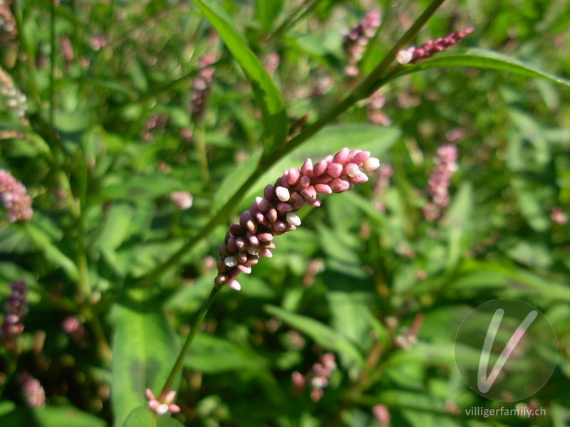 Pfirsichblättriger Knöterich: Blüten