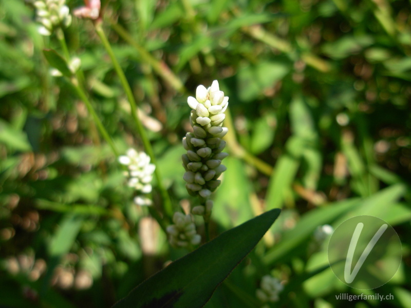 Pfirsichblättriger Knöterich: Blüten