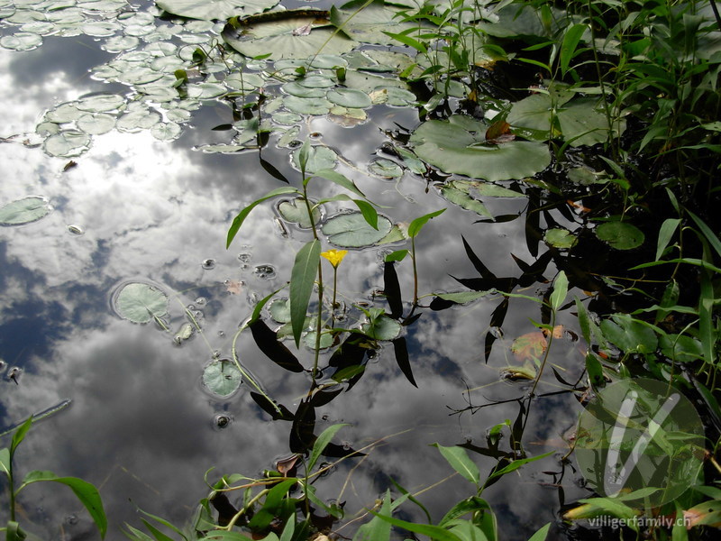 Teichenzian: Blüten, Gesamtbild