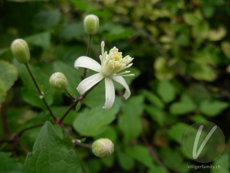 Gemeine Waldrebe: Blüten