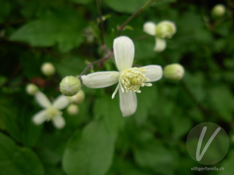 Gemeine Waldrebe: Blüten