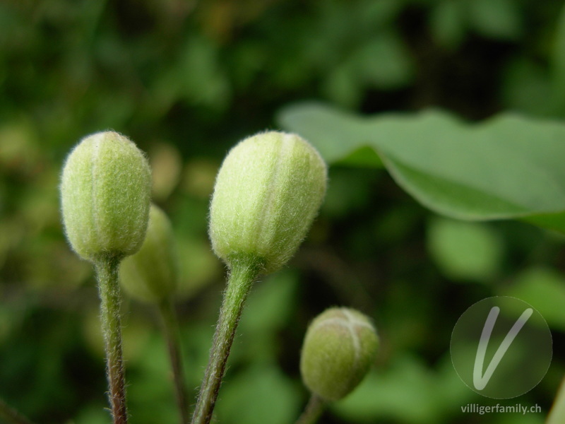 Gemeine Waldrebe: Blüten