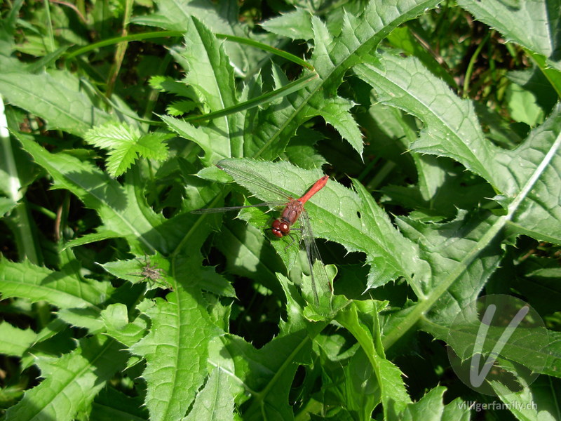 Blutrote Heidelibelle: 