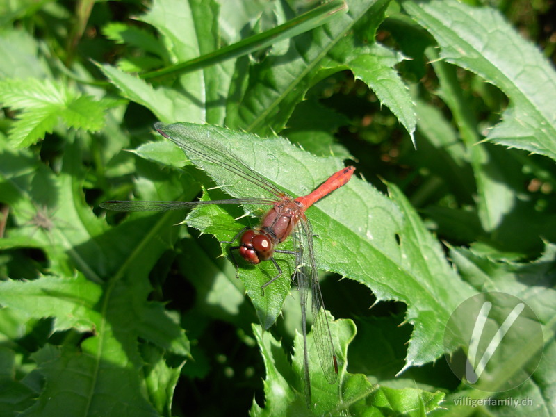 Blutrote Heidelibelle: 