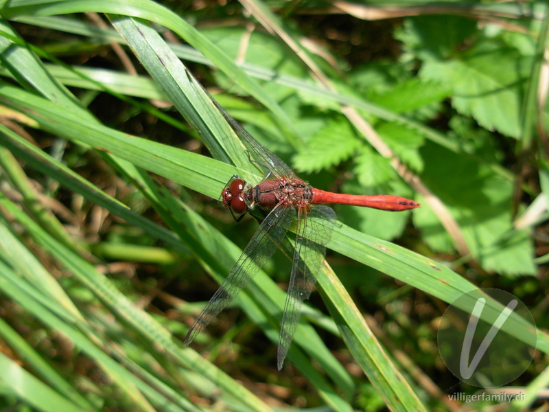 Blutrote Heidelibelle: 