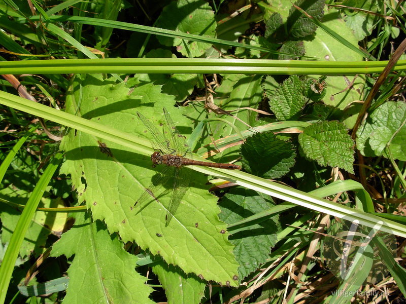 Blutrote Heidelibelle: 