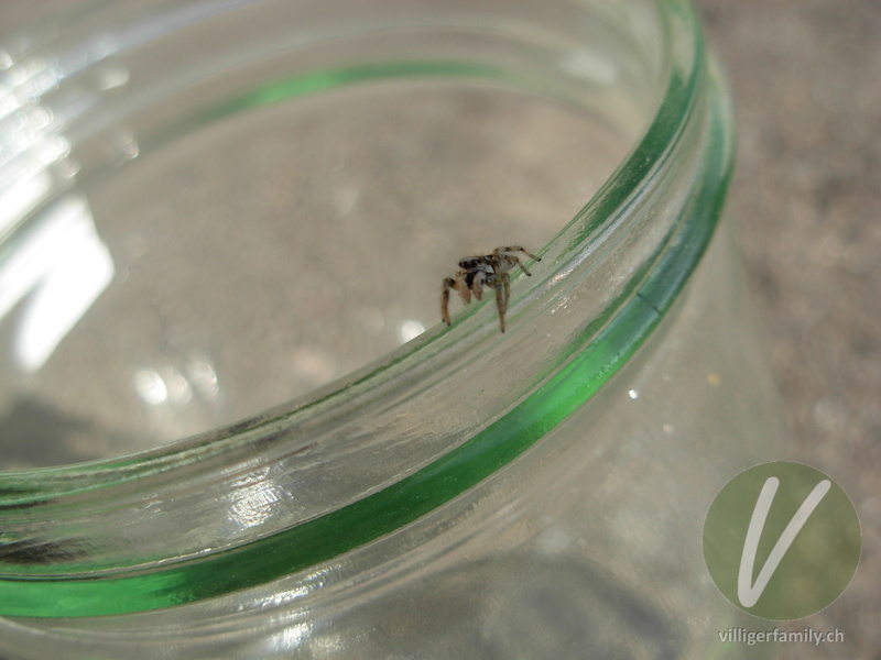 Zebra-Springspinne: 