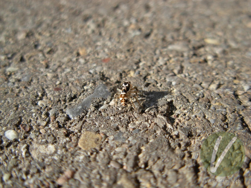 Zebra-Springspinne: 