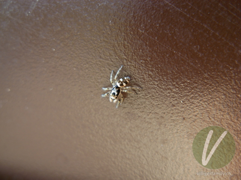 Zebra-Springspinne: 