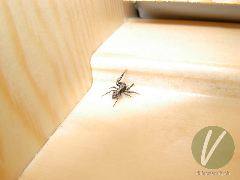 Braune Springspinne: 