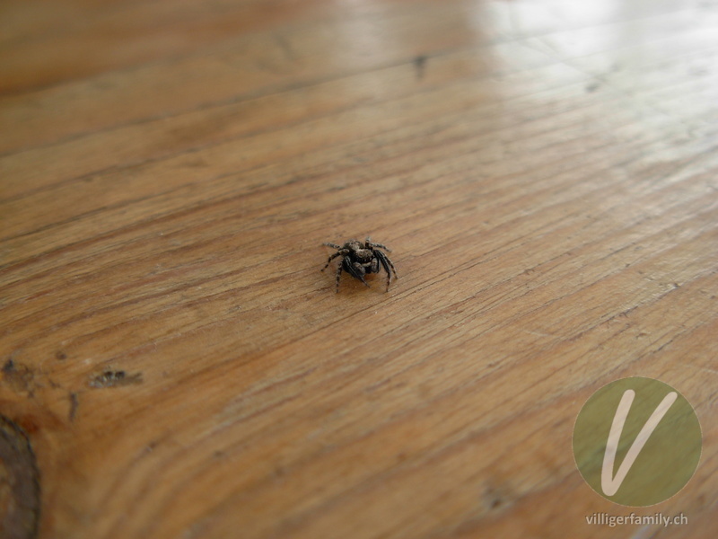 Braune Springspinne: 