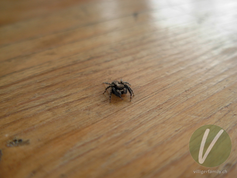 Braune Springspinne: 