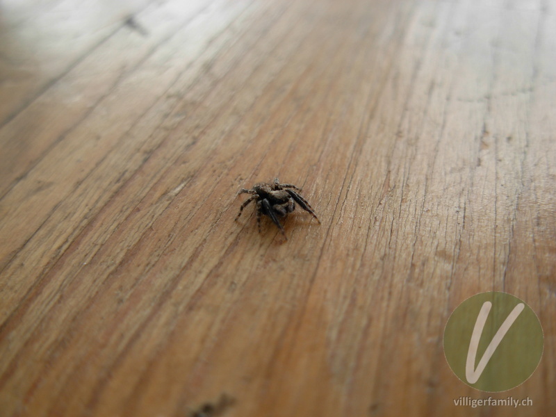 Braune Springspinne: 