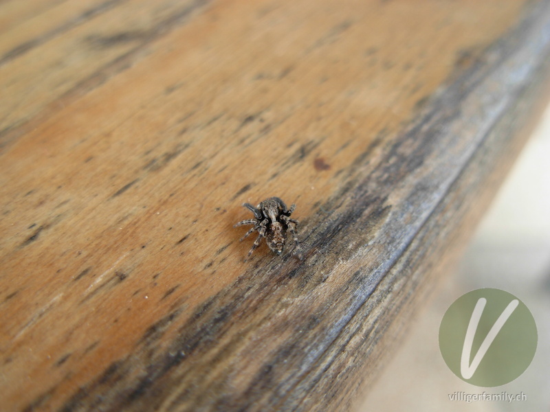 Braune Springspinne: 