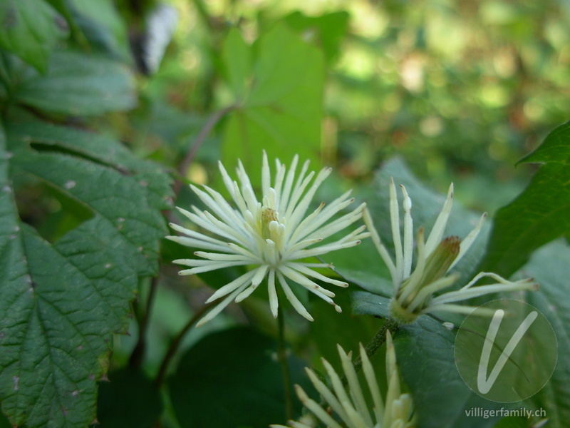 Gemeine Waldrebe: Blüten