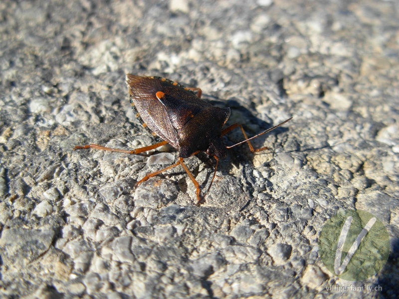 Rotbeinige Baumwanze: 