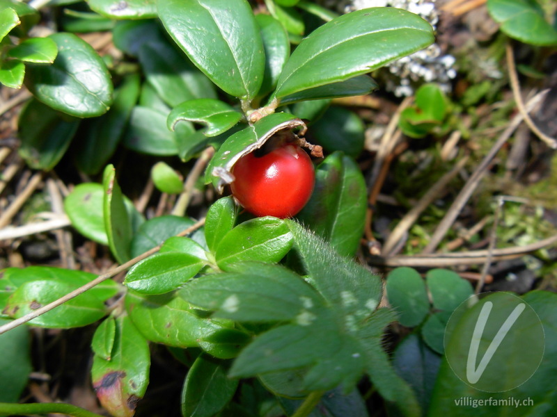 Preiselbeere: Früchte