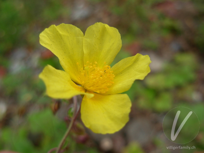 Gewöhnliches Sonnenröschen: Blüten