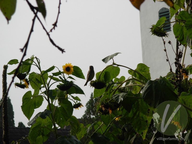 Haussperling: 
