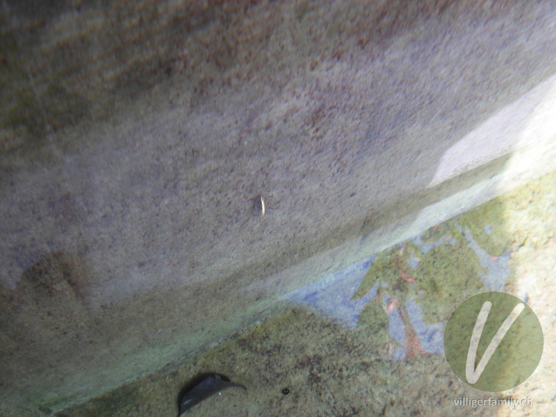 Schwimmwanze (Ilyocoris cimicoides): 