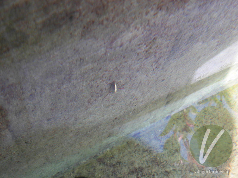 Schwimmwanze (Ilyocoris cimicoides): 