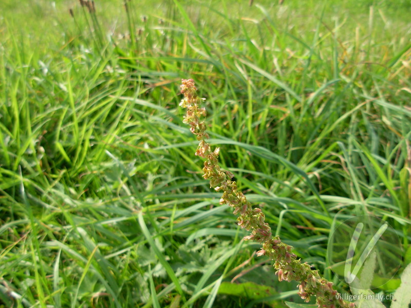 Krauser Ampfer: Blüten