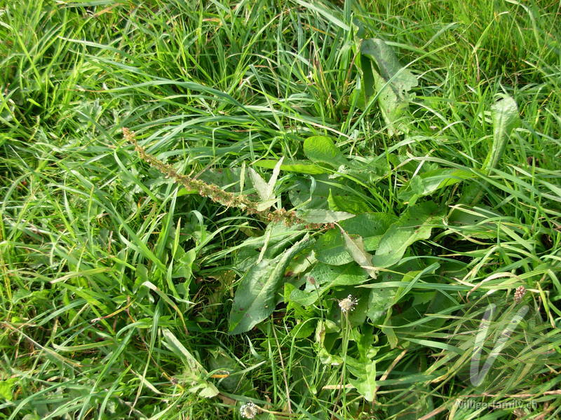 Krauser Ampfer: Gesamtbild, Blüten