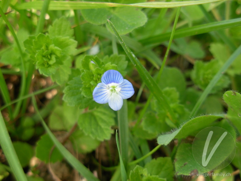 Persischer Ehrenpreis: Blüten